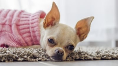 chihuahua puppy clothes